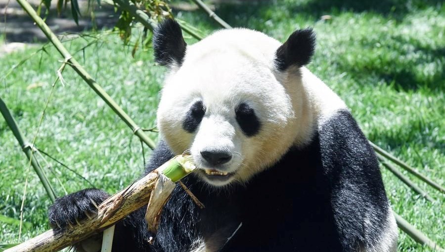 cinden-dostluk-anlasmasi-iki-panda-avusturyaya-gonderildi-kL2FL5GZ.jpg