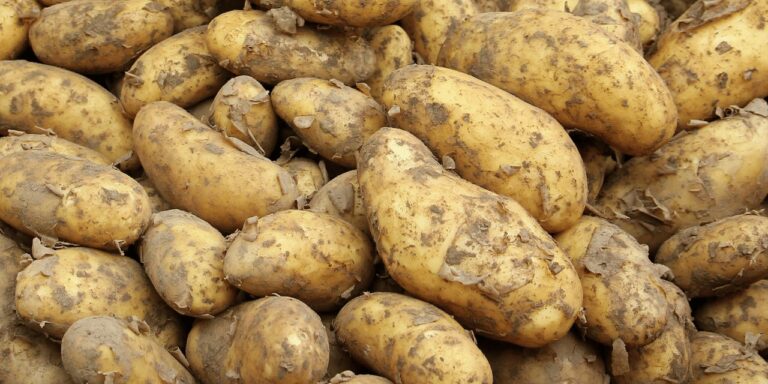 virus-alarmi-tonlarca-patates-mersin-limanindan-dondu-ZhrKsieb.jpg
