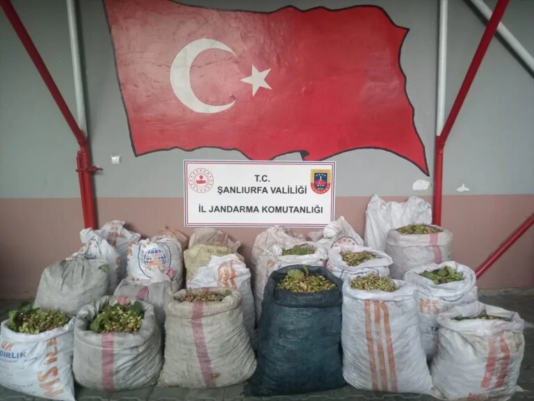 ceylanpinarda-fistik-hirsizligina-operasyon-AqOgK1qc.jpg