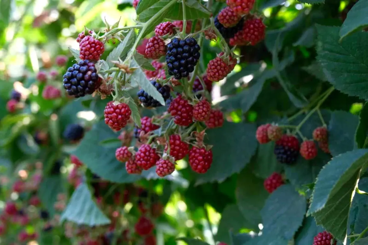 Kestel’de Böğürtlen Hasadı Başladı
