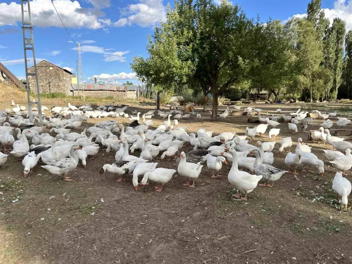 Kars’ta Kaz Eti Hazırlıkları Başladı