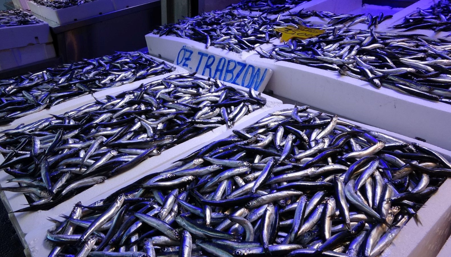 Trabzon’da hamsinin kilogramı 100 liradan satışa sunuldu