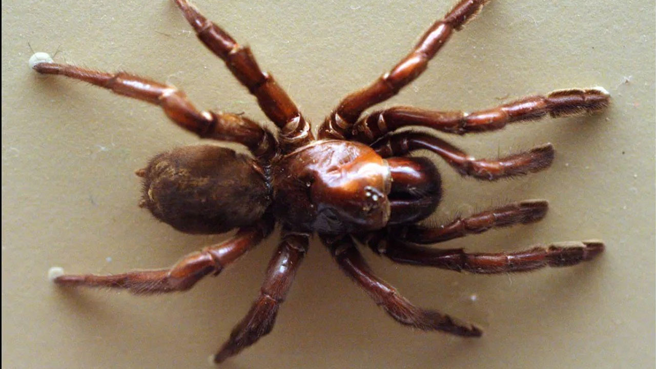 En uzun süre yaşayan örümcek: Öldüğü yaşa inanamayacaksınız!