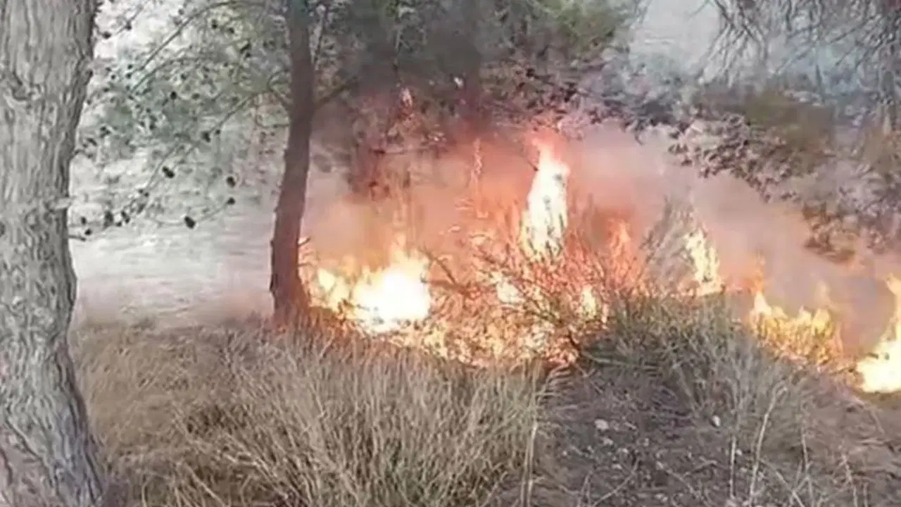 100 zeytin ağacı yandı: ‘Yangını bir çocuk çıkardı’ iddiası