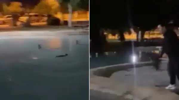 Antalya’da parkta kediye işkence: Defalarca süs havuzuna atıp o anları kaydettiler!