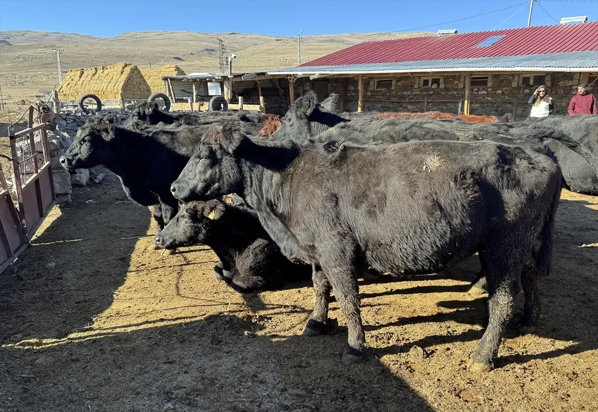 Ardahan’da Hayvancılığa Destek Projesi Başladı