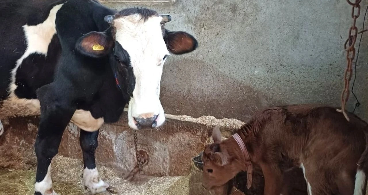 Hayvancılıkta devrim: Süt alerjisine karşı genleri susturulmuş buzağılar doğdu