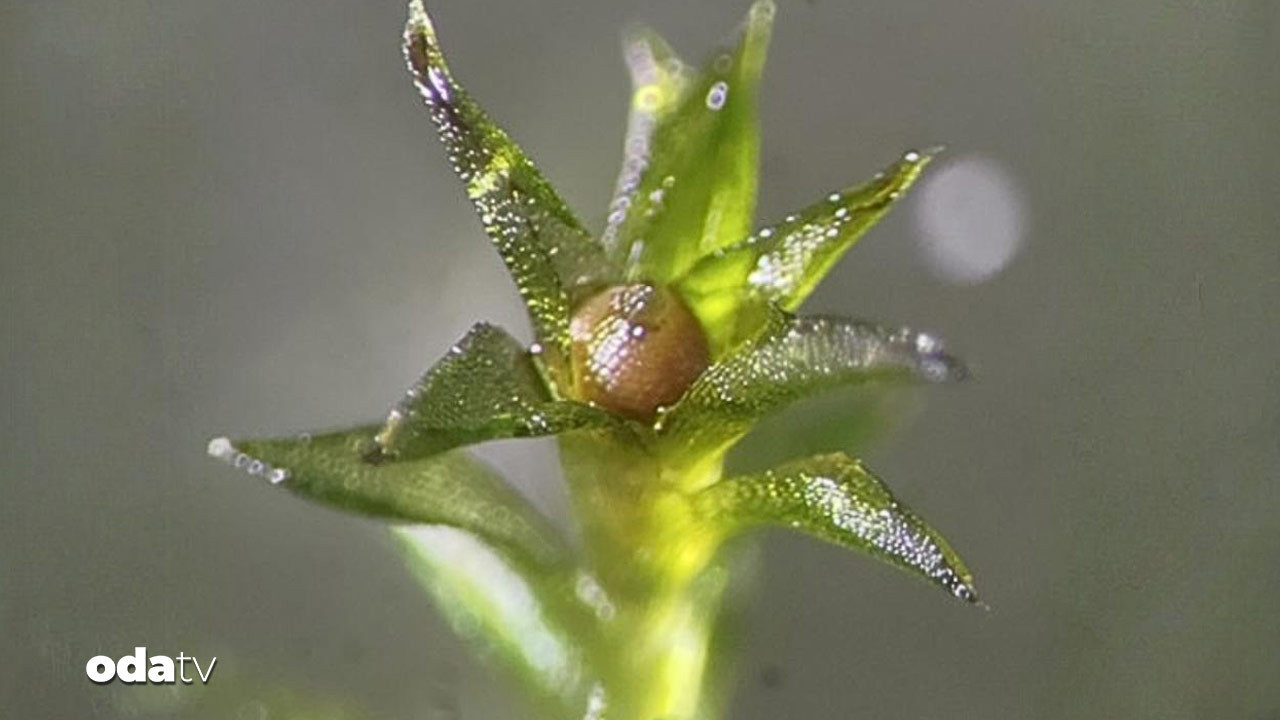 Japonları şok eden uzay deneyi: Beklenti sıfırdı
