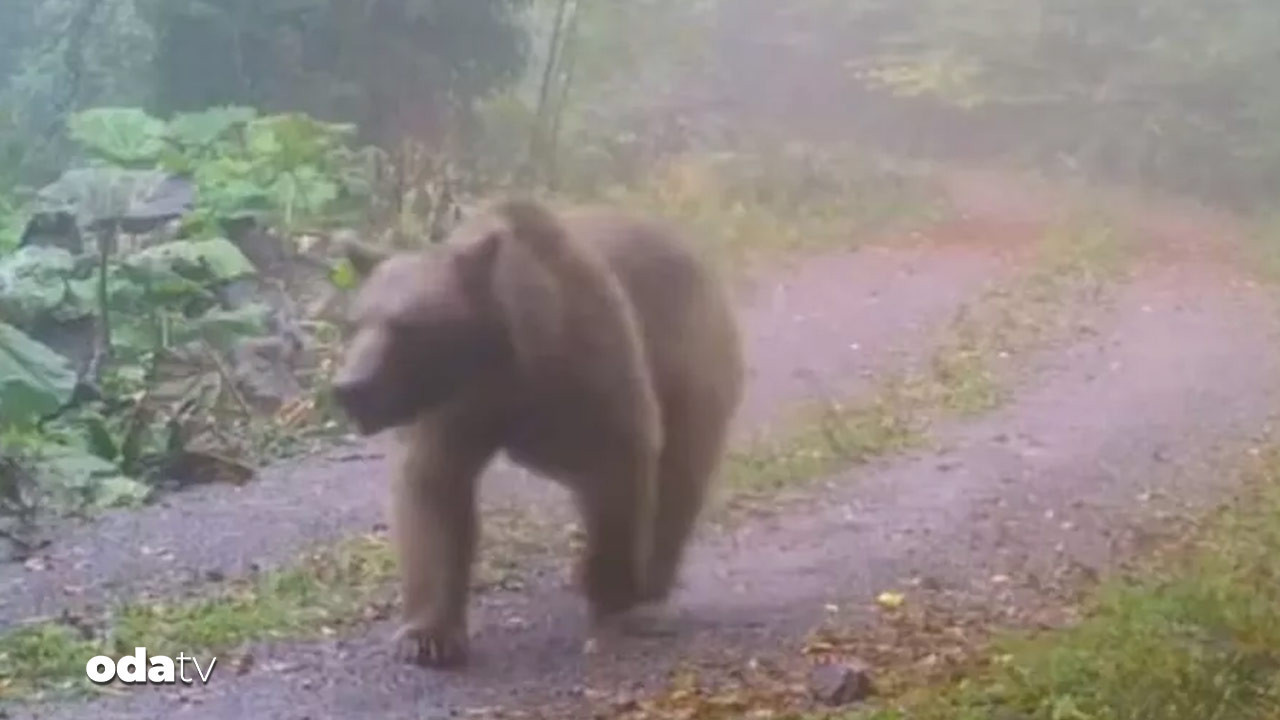 Tren istasyonunda ayı saldırısı: Bir yaralı