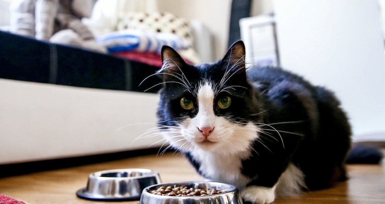 Evcil hayvanları olanlar için son gün 31 Aralık