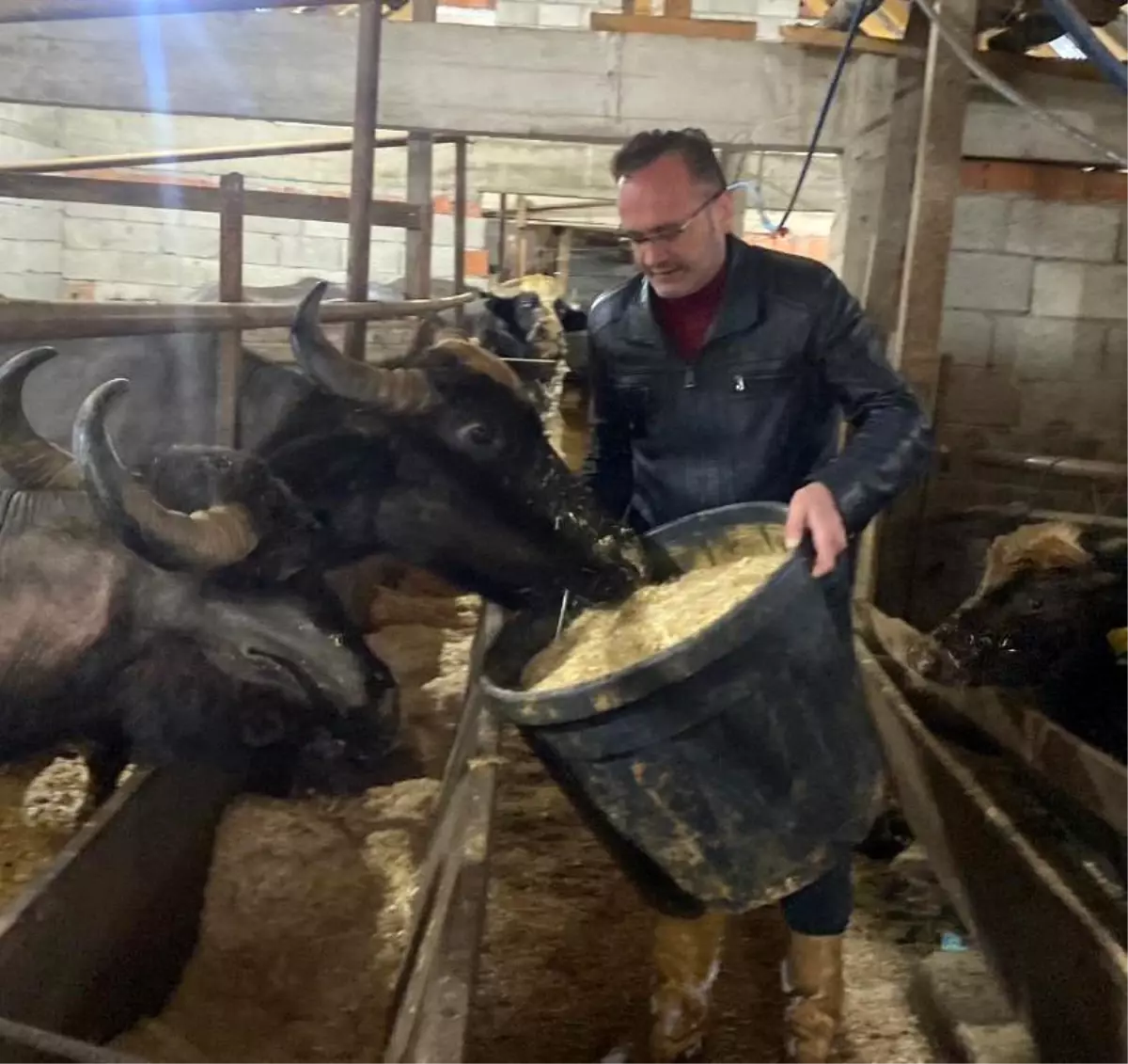 Giresun’da Manda Yetiştiricilerine 12 Milyon Destek