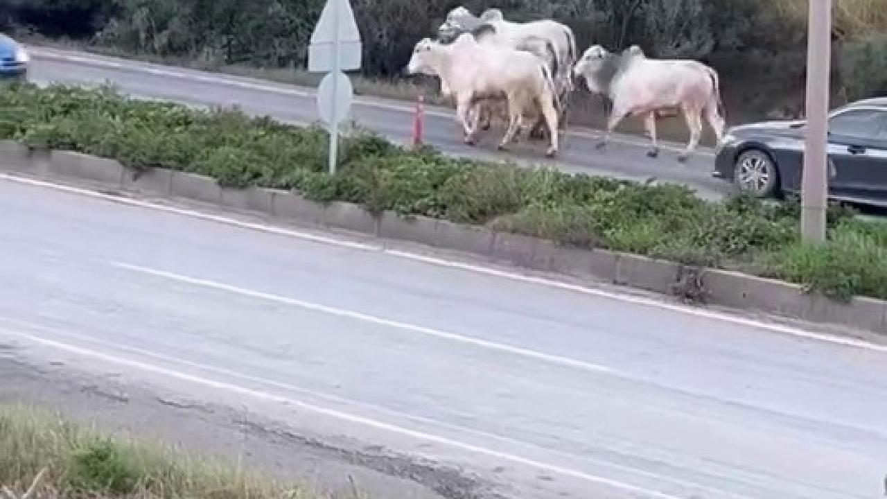 Otobanda görenler şaşkına döndü!