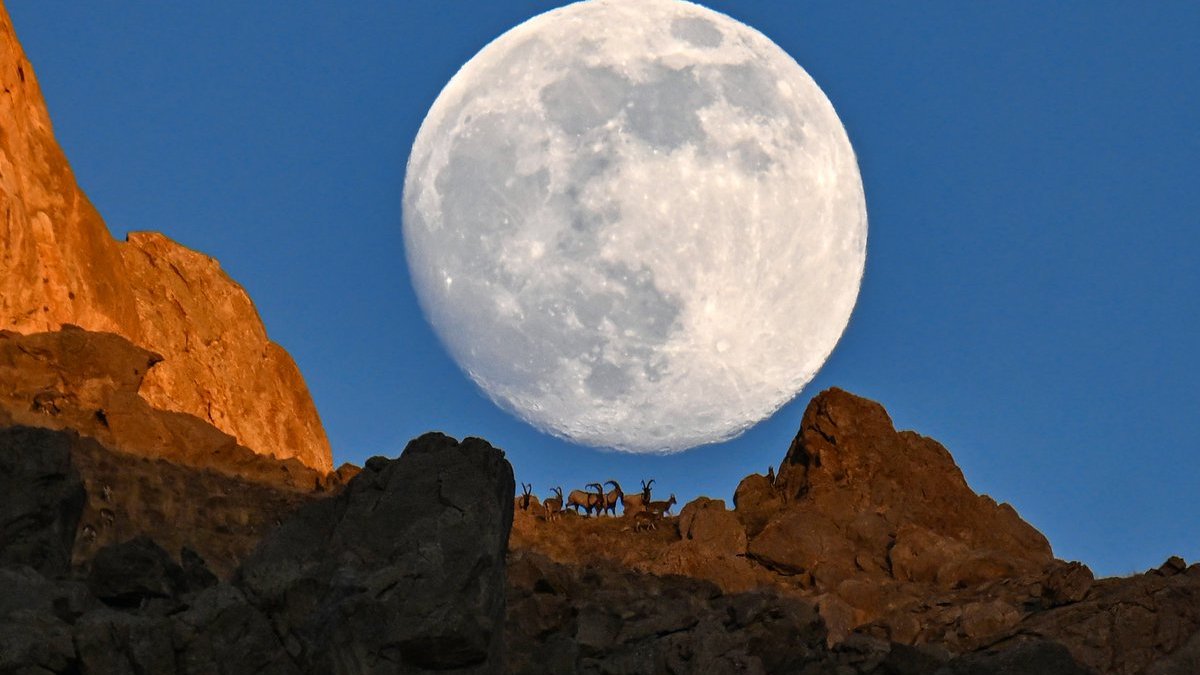 Van’da büyüleyici an: Süper dolunay, dağ keçileriyle zirvede buluştu
