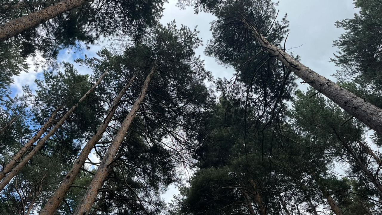 Finlandiyadan aliyorduk artik erzurumda uretilecek 55e8a5WP